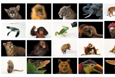 时代广场广告牌上25张动物照片的故事