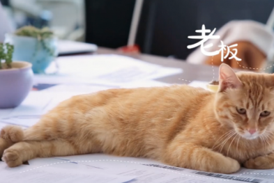 有道云笔记——535 个方糖流浪猫屋