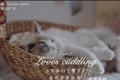谷歌日本——超治愈的猫片