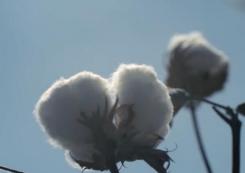 全棉时代——用棉花保护地球让地球不再流浪